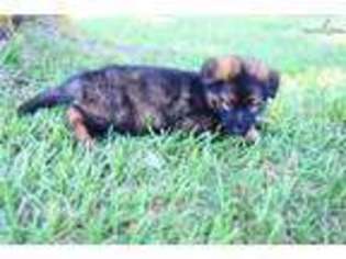 German Shepherd Dog Puppy for sale in Wichita, KS, USA