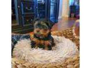Yorkshire Terrier Puppy for sale in Chesnee, SC, USA