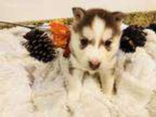 Siberian Husky Puppy for sale in Fruit Heights, UT, USA