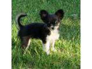 Chihuahua Puppy for sale in Scottville, MI, USA