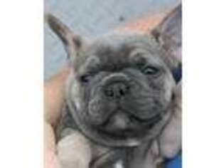 French Bulldog Puppy for sale in Mebane, NC, USA