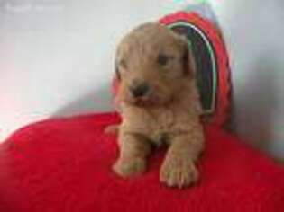 Goldendoodle Puppy for sale in Auburn, IN, USA