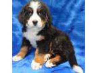 Bernese Mountain Dog Puppy for sale in Johnstown, CO, USA