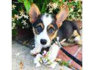 Pembroke Welsh Corgi Puppy for sale in El Segundo, CA, USA