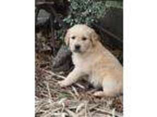 Golden Retriever Puppy for sale in Wirtz, VA, USA