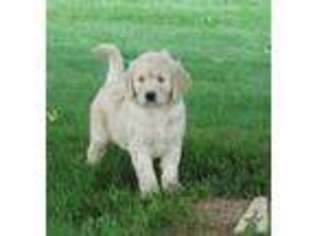 Goldendoodle Puppy for sale in MACEDON, NY, USA