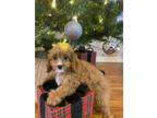 Cavapoo Puppy for sale in Danville, IN, USA