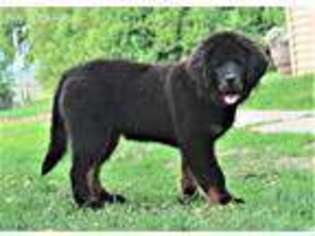 Tibetan Mastiff Puppy for sale in Cushing, WI, USA