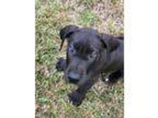 Great Dane Puppy for sale in Cataula, GA, USA