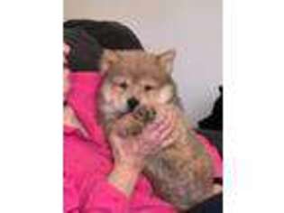 Chow Chow Puppy for sale in Lynchburg, VA, USA