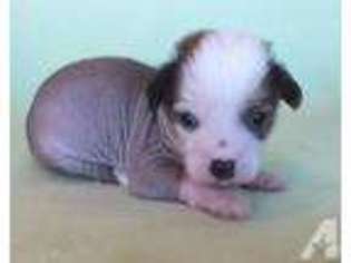Chinese Crested Puppy for sale in TERRELL, TX, USA