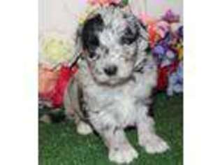 Mutt Puppy for sale in Hermitage, MO, USA