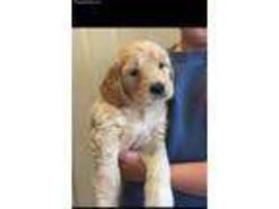 Goldendoodle Puppy for sale in Willisville, IL, USA