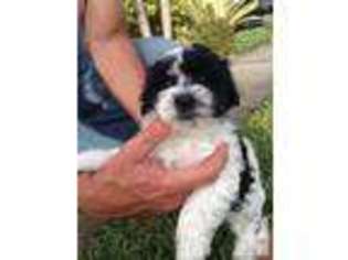 Havanese Puppy for sale in WEST PALM BEACH, FL, USA