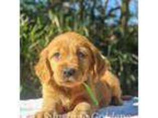 Golden Retriever Puppy for sale in Cocoa, FL, USA