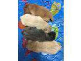 Chow Chow Puppy for sale in Greenwich, CT, USA