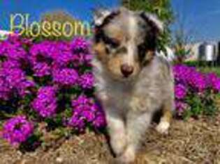 Shetland Sheepdog Puppy for sale in Carbondale, IL, USA