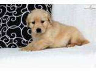 Golden Retriever Puppy for sale in Canton, OH, USA