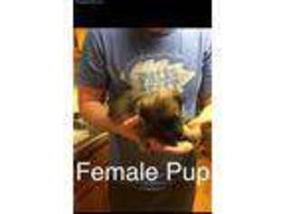 Belgian Malinois Puppy for sale in Springfield, MO, USA