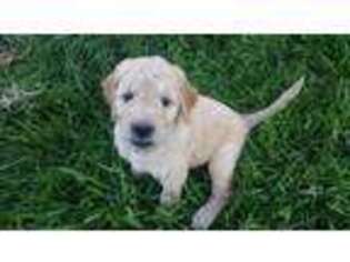 Goldendoodle Puppy for sale in Alamogordo, NM, USA