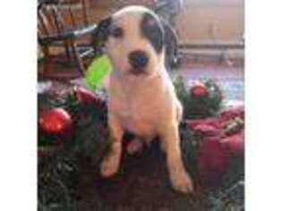 Jack Russell Terrier Puppy for sale in Merrimack, NH, USA
