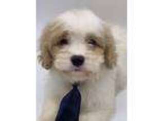 Cavachon Puppy for sale in Sawyer, OK, USA