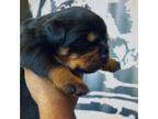 Rottweiler Puppy for sale in Canyon Country, CA, USA