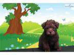 Schnoodle (Standard) Puppy for sale in Saint George, UT, USA