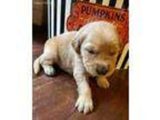 Golden Retriever Puppy for sale in Minden, LA, USA