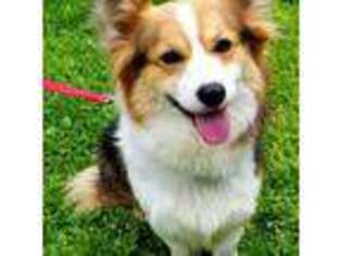 Pembroke Welsh Corgi Puppy for sale in Hickory, NC, USA