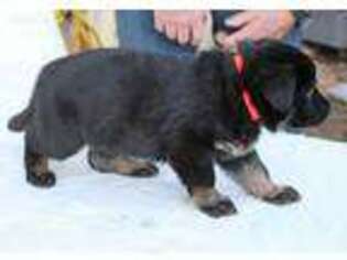 German Shepherd Dog Puppy for sale in Castle Rock, WA, USA