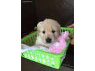 Golden Retriever Puppy for sale in Frostproof, FL, USA