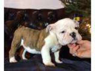 Bulldog Puppy for sale in Hartwick, NY, USA