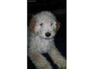 Labradoodle Puppy for sale in Randolph, MA, USA