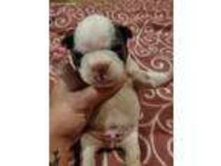French Bulldog Puppy for sale in Kents Store, VA, USA