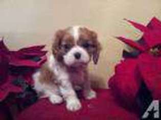 Cavalier King Charles Spaniel Puppy for sale in ENID, OK, USA
