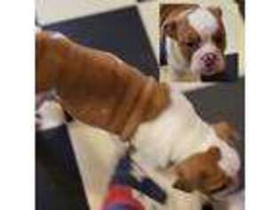 Olde English Bulldogge Puppy for sale in Humble, TX, USA