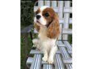 Cavalier King Charles Spaniel Puppy for sale in Sheridan, IN, USA