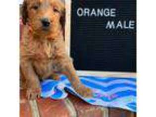 Goldendoodle Puppy for sale in Advance, NC, USA