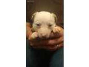 Border Collie Puppy for sale in Spokane, WA, USA