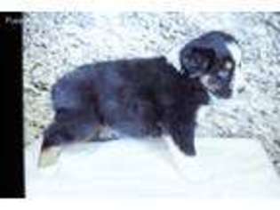 Australian Shepherd Puppy for sale in Ivanhoe, TX, USA