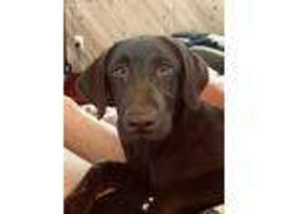 Labrador Retriever Puppy for sale in Reddick, FL, USA