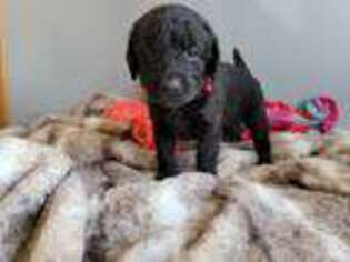 Goldendoodle Puppy for sale in Rosendale, WI, USA