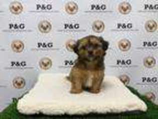 Shorkie Tzu Puppy for sale in Temple City, CA, USA
