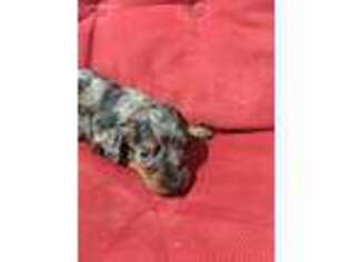 Dachshund Puppy for sale in Uhrichsville, OH, USA