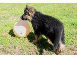 German Shepherd Dog Puppy for sale in Linden, TN, USA