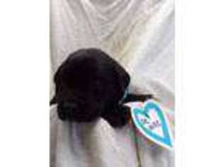 Labrador Retriever Puppy for sale in New Enterprise, PA, USA