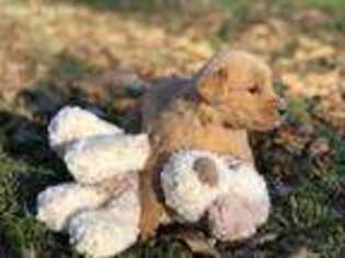 Golden Retriever Puppy for sale in Dickson, TN, USA