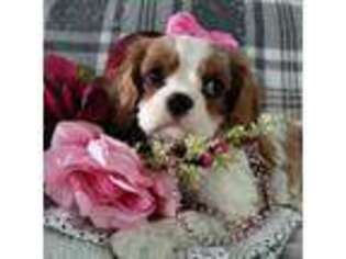 Cavalier King Charles Spaniel Puppy for sale in South Whitley, IN, USA