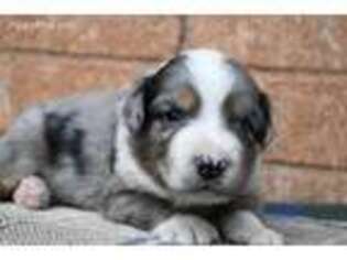 Australian Shepherd Puppy for sale in Lubbock, TX, USA
